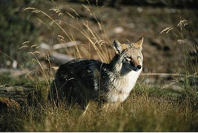 多家公司宣布放假 让员工畅玩《黑神话：悟空》