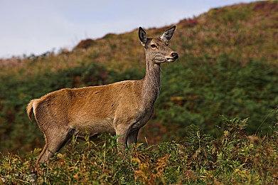 “SEGA九月精选促销”进行中 《人中之龙 维新！极》等参与促销！